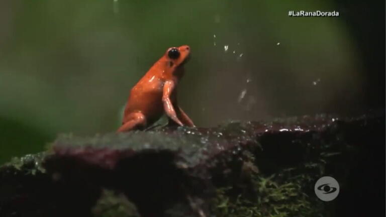 Bee Rana Rana dorada: así es el vertebrado más venenoso del mundo, originario de ...