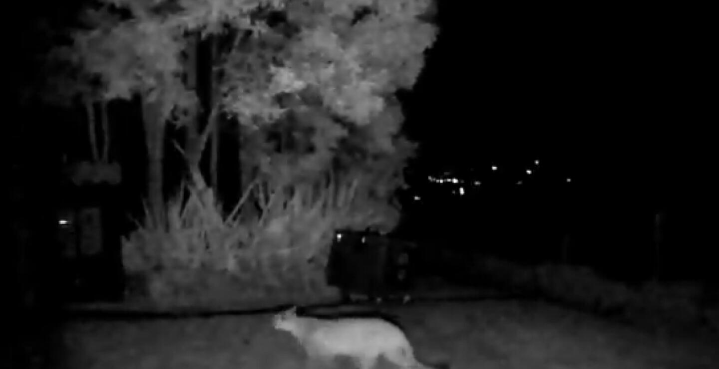 VIDEO | Puma fue visto en zona rural de La Calera y CAR activó protocolos: ¿qué hacer si ve uno?