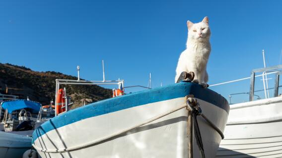 Gato en un barco (Imagen de referencia). Gato en un barco (Imagen de referencia).