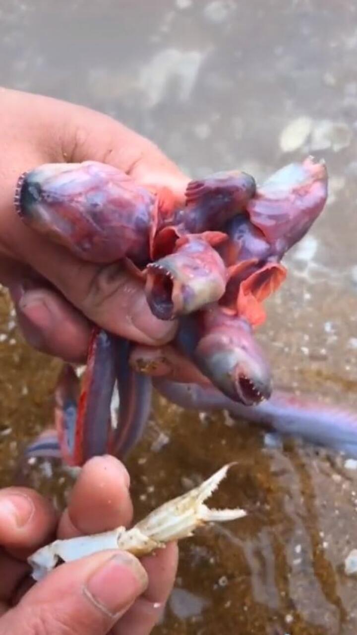 Hallan extraña criatura marina y es comparada con Demogorgon de ‘Stranger Things’