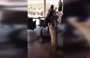 278952_Foto: Captura de pantalla YouTube / La camarera y el lagarto gigante siembra el pánico en un restaurante