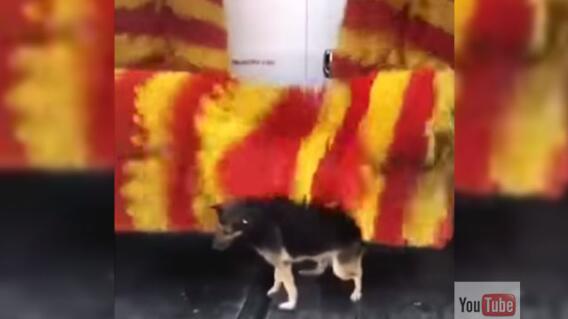 perritolavadero.jpg perritolavadero.jpg