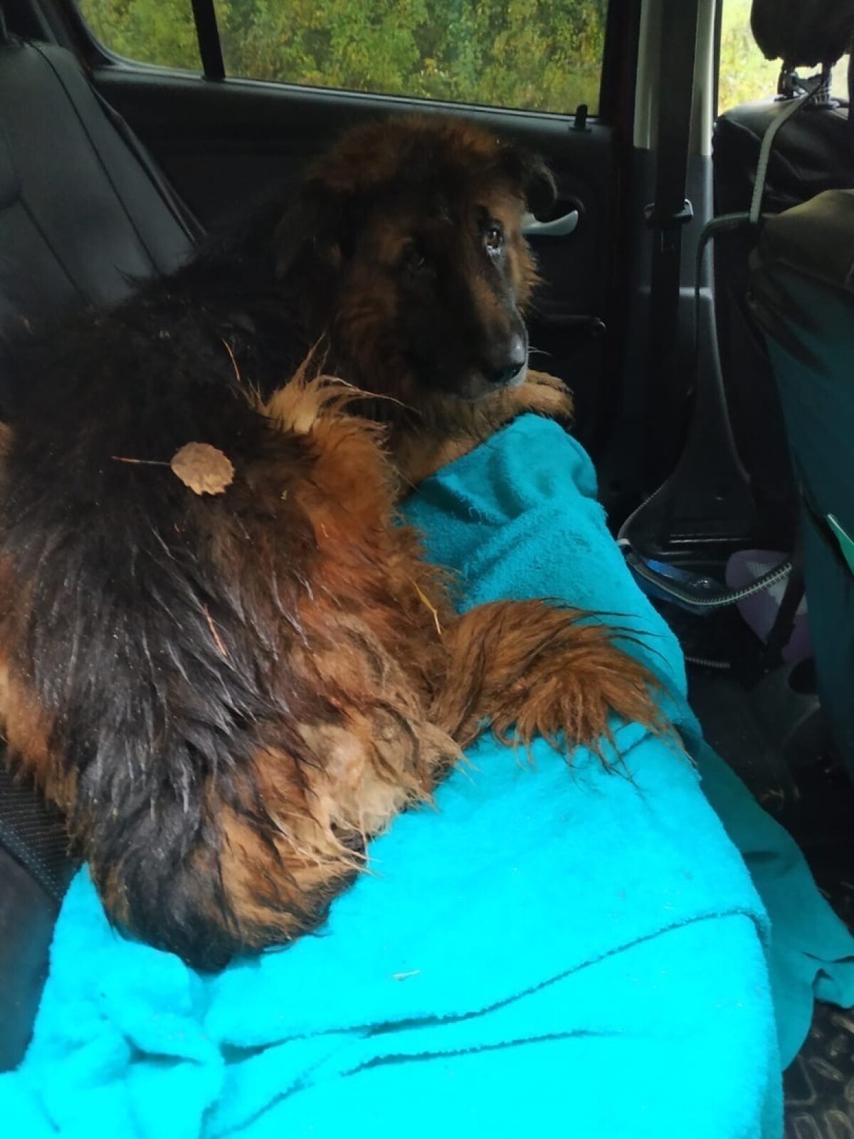 Perro sobreviviente a sacrificio