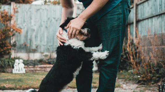 Perro Perro