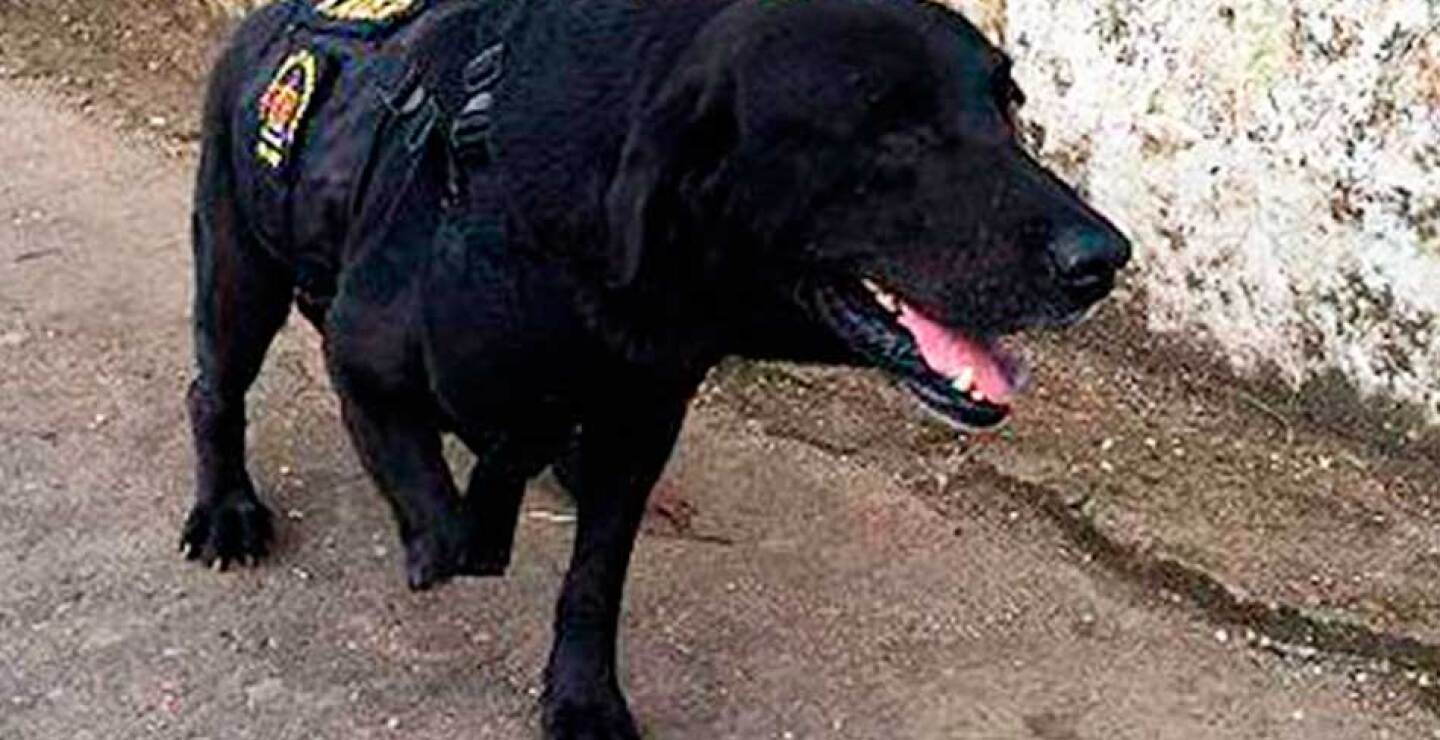  Kaiser Perteneció al grupo antiexplosivos e la sexta división del Ejército Nacional, con gran olfato se convirtió en experto en detectar minas antipersonales. Una junta e veterinarios deciden aplicarle la inyección letal por un tumor maligno en u