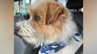 Perrito de apoyo emocional que recibió disparo Perrito de apoyo emocional que recibió disparo