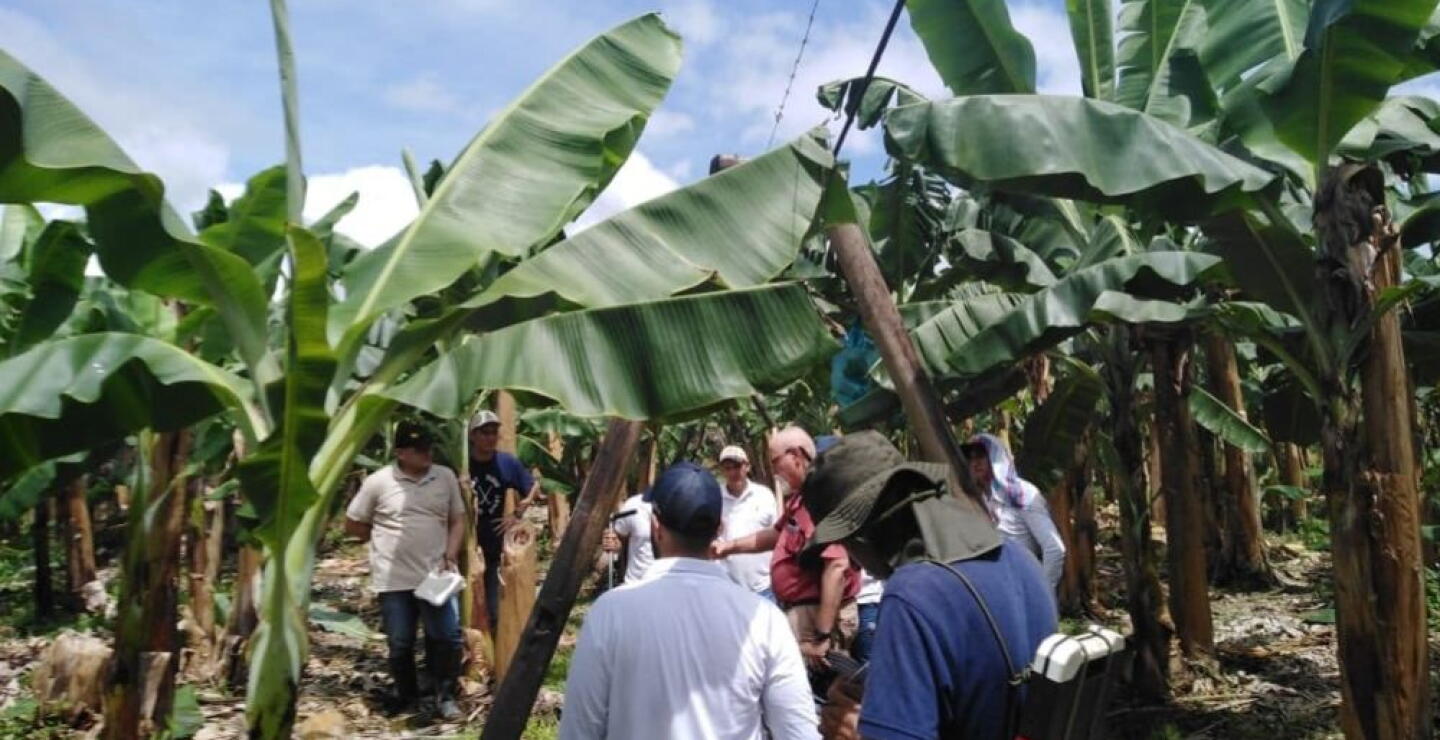 338739_BLU Radio. Plantaciones de Banano / Foto: Augura