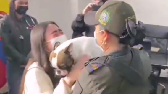 Venus, perrita rescatada por el Gaula Venus, perrita rescatada por el Gaula