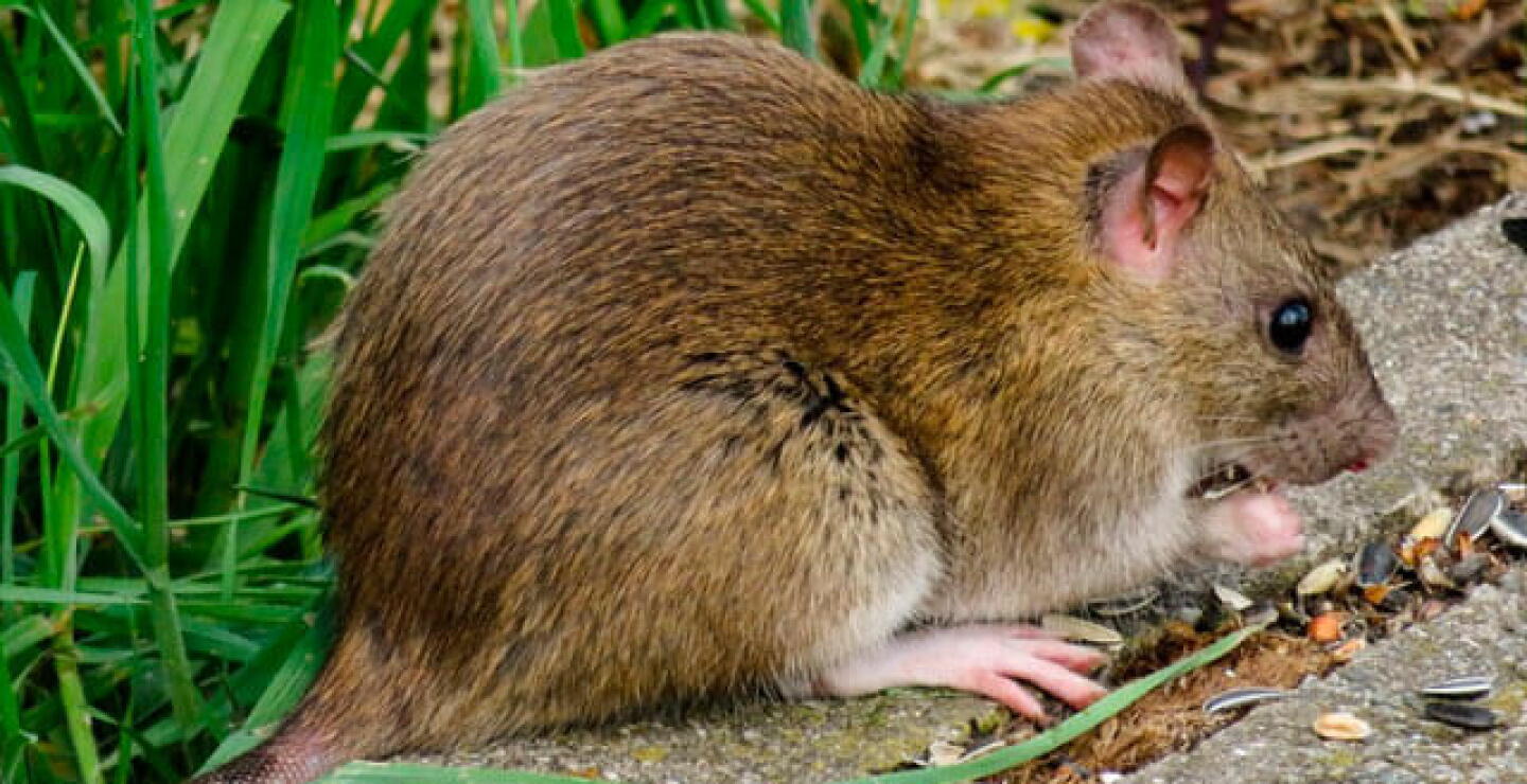 ratas_1.jpg