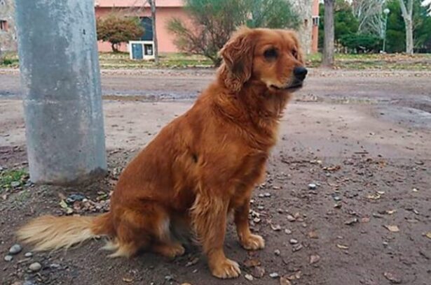 perrita-espera-a-su-dueno-lmt.jpg