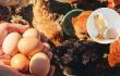 ¿Fue primero el huevo o la gallina? El misterio fue resuelto por la ciencia