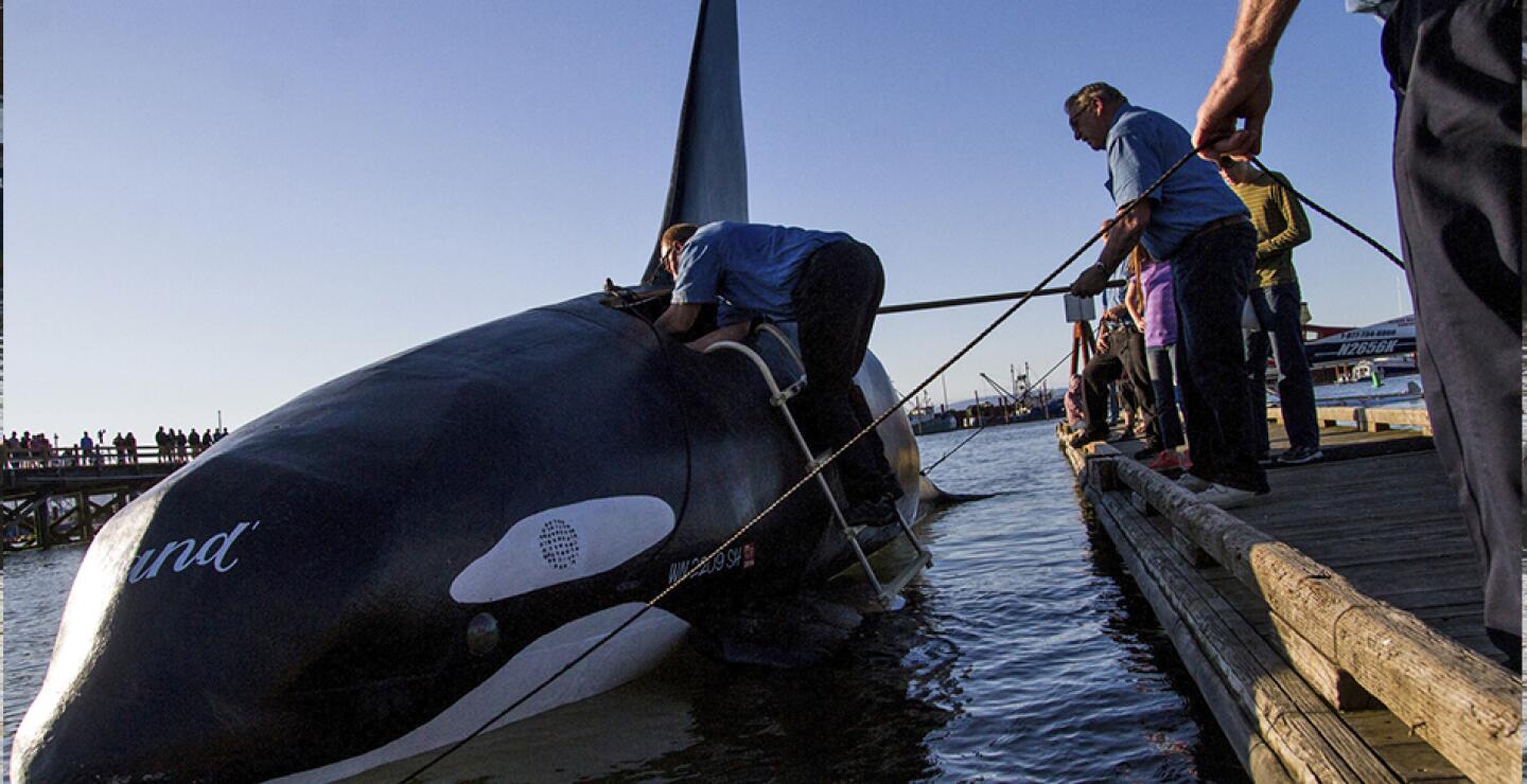 Antes el jueves, funcionarios tuvieron que encontrar un motor de repuesto para la orca falsa —en realidad para el barco con un conductor que va en su interior— que pertenece a una empresa de observación de ballenas. 