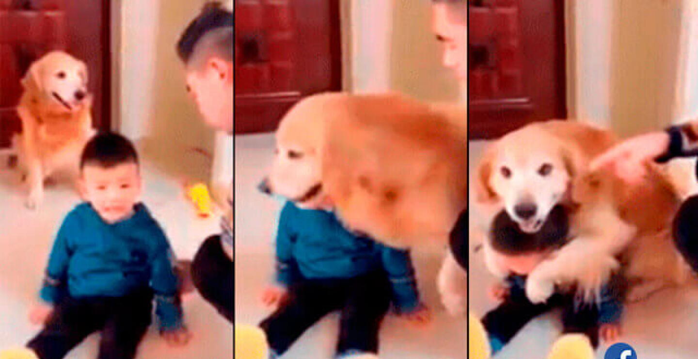 perro61.jpg
