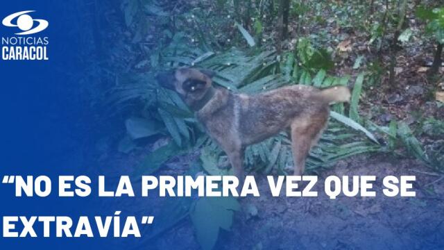 No aparece Wilson, perro cuyas huellas permitieron hallar a los niños en selva del Guaviare No aparece Wilson, perro cuyas huellas permitieron hallar a los niños en selva del Guaviare
