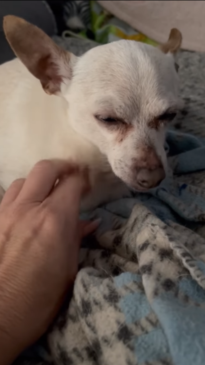 Conozca a TobyKeith, el perro más longevo del mundo según el Libro Guinness