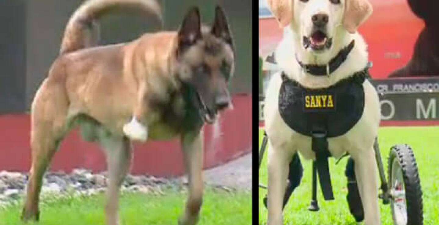 perritos2.jpg
