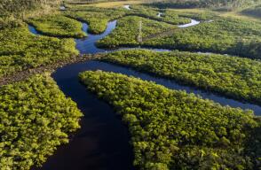336466_amazonas1.jpg