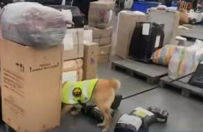 Aeropuerto El Dorado: perro encontró marihuana escondida en parlantes y equipos de sonido