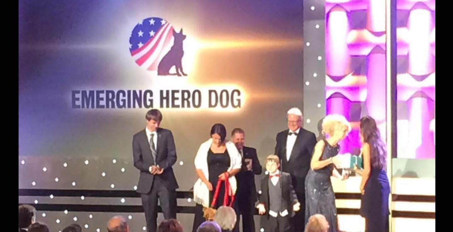 La competencia no fue fácil. En la carrera estaban canes que trataron de salvar vidas en el campo de batalla y otros que incluso se convirtieron en el bastión de niños con cáncer. 