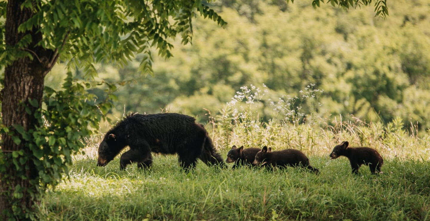 No es la primera vez que ven a esta pareja de osos por la zona 
