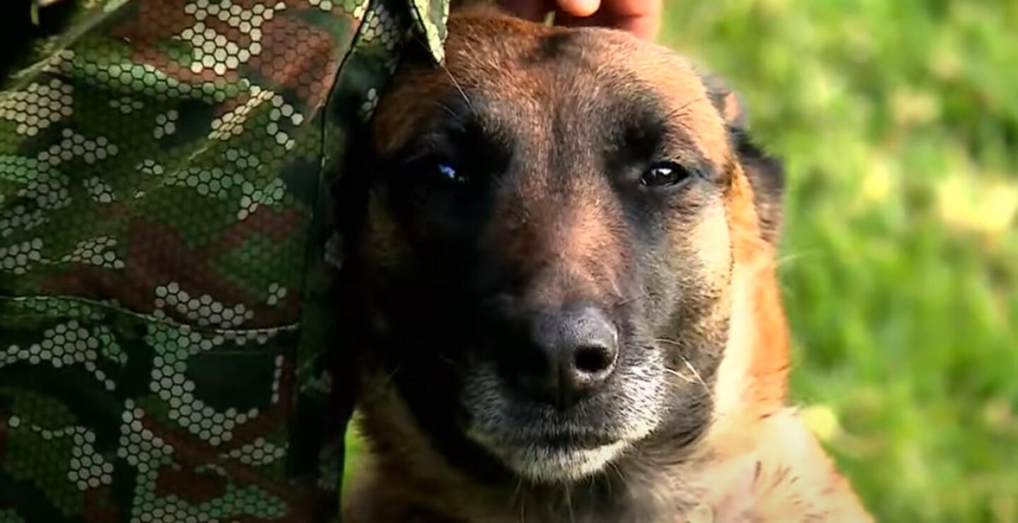 Preocupante situación por reducción de perros en el Ejército: “Me han salvado muchas veces”