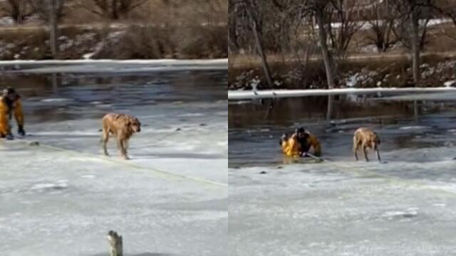 En video quedó el heroico rescate de un perro que cayó a un lago congelado En video quedó el heroico rescate de un perro que cayó a un lago congelado