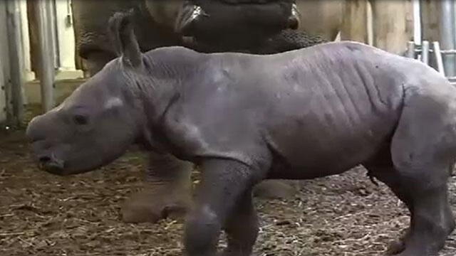 Nace rinoceronte blanco, la esperanza a una especie en peligro de extinción