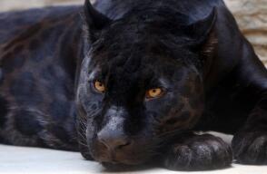 25169_Pantera Negra // FOTO: Pixabay