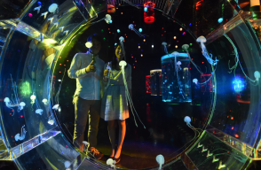 315608_Blu Radio. Medusas. Foto: AFP