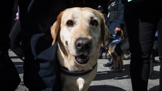 251161_perro-policia.jpg 251161_perro-policia.jpg