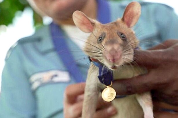 Ratón condecorado