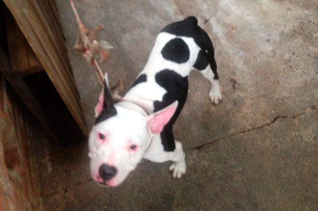 Perro Pitbull Mordio En La Cabeza A Bebe De 18 Meses En Una Vivienda De Yumbo Valle Noticiascaracol