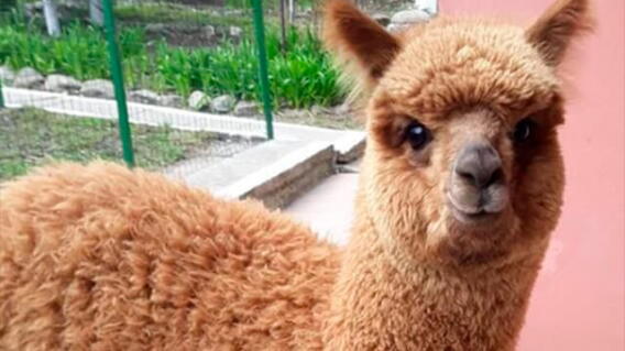 pablothealpaca.jpg