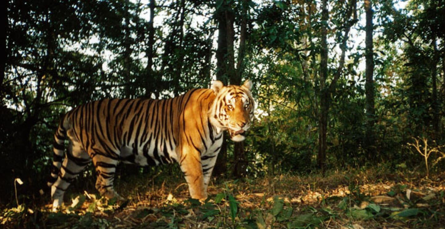 tiger.jpg