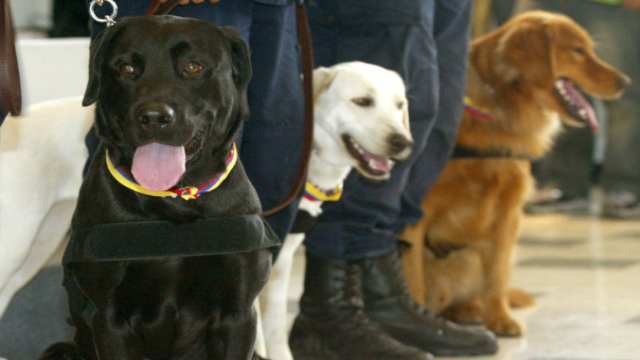 ¿Pueden los perros ser usados para detectar el coronavirus?
