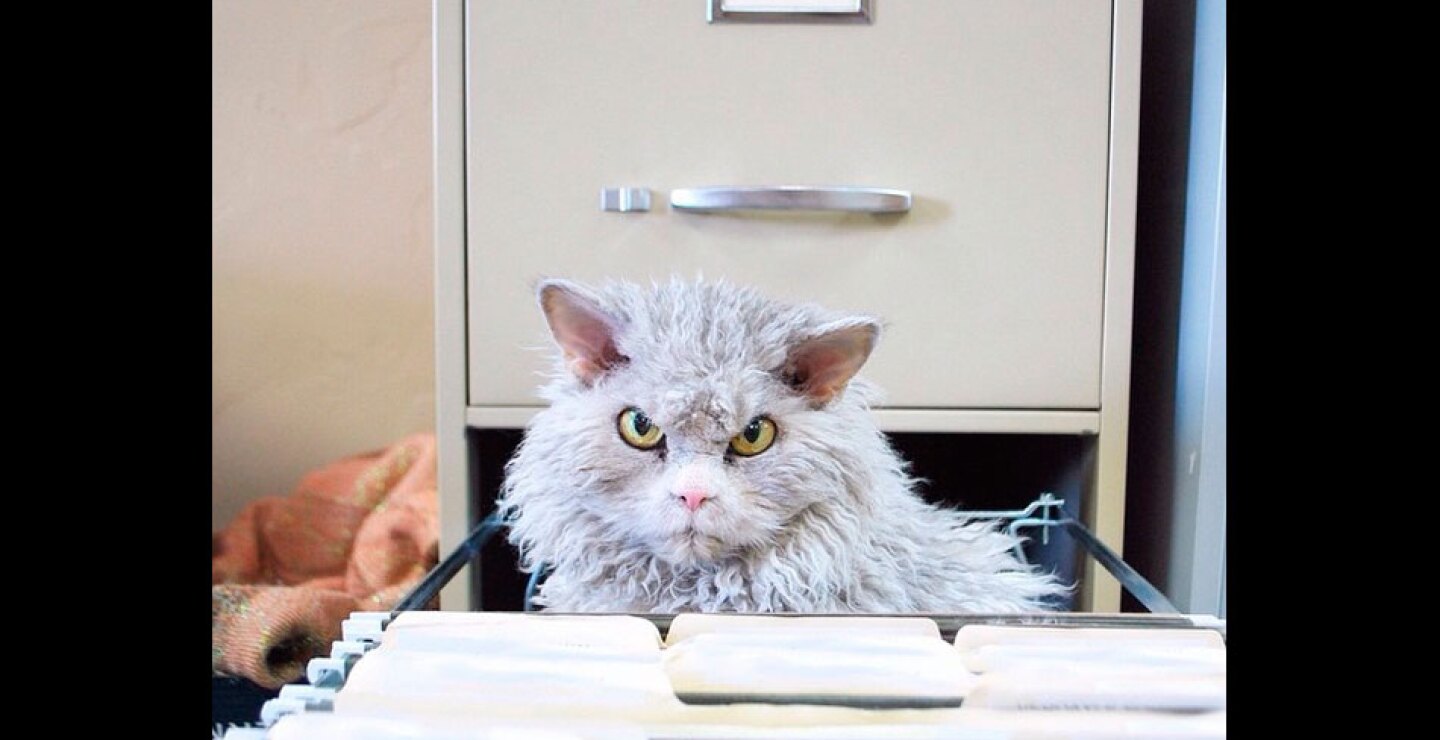 gato9.jpg