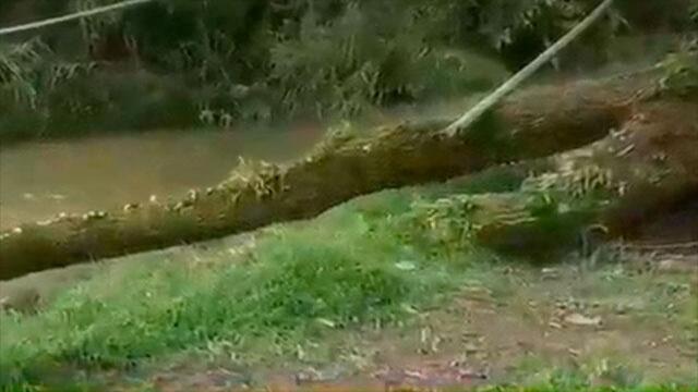 El drama que ocasionó la caída de gigantesco árbol en una comunidad de 500 habitantes El drama que ocasionó la caída de gigantesco árbol en una comunidad de 500 habitantes