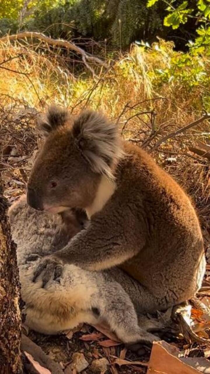 Koala es captado llorando la muerte de su pareja: desgarradoras imágenes
