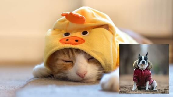 Perros y gatos a bajas temperaturas Perros y gatos a bajas temperaturas