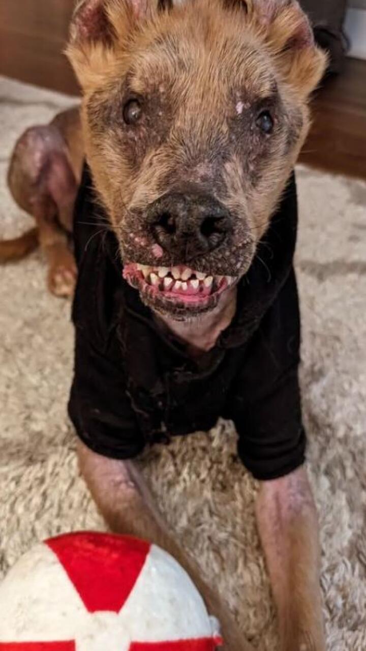 Chupey, el perro que posee una particular mezcla de seis razas
