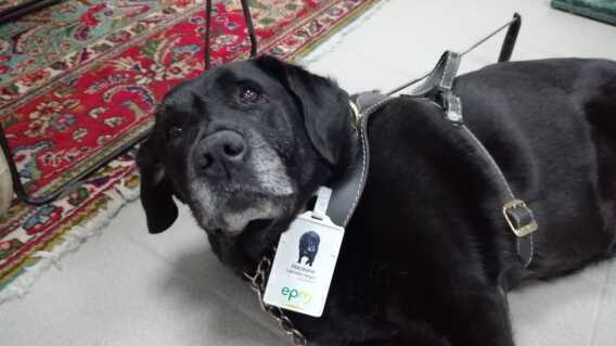 337949_BLU Radio. Macarena es la primera empleada canina de EPM / Foto: BLU Radio