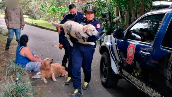 Ataque de abejas en Sabaneta deja tres personas y dos perros lesionados. / CBVS.