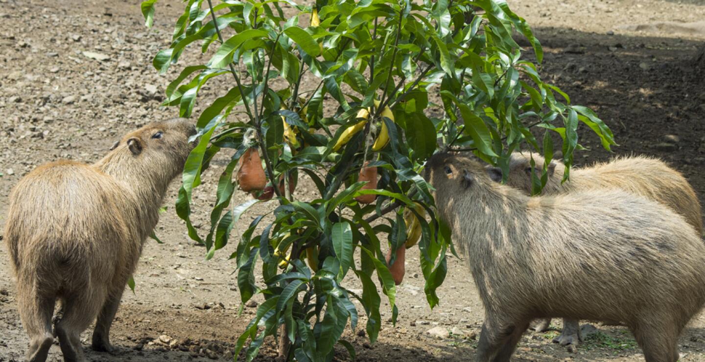 275585_Foto: Zoólogico de Cali