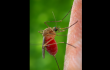 271772_De acuerdo con la Secretaría de Salud de Barranquilla, el mosquito no transmite enfermedades. Foto: AFP