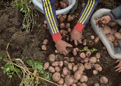 361538_Cultivo de papa / Foto: AFP