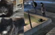 Denuncian robo de perro mientras lo paseaban en el norte de Bogotá: así fue el momento