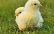 21935_Referencia pollo / FOTO: Pixabay