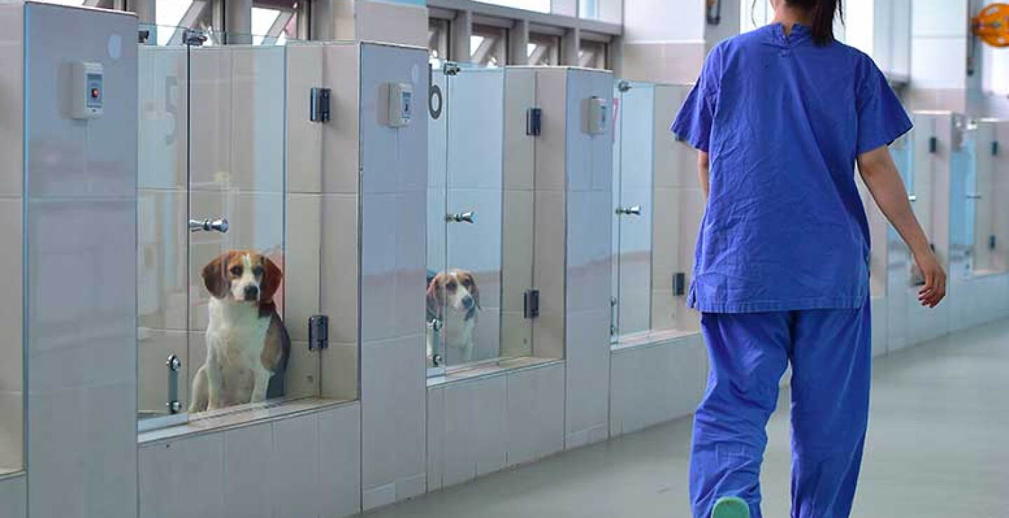 Con una lista de clientes que incluye príncipes, famosos y millonarios, la fundación ofrece a los dueños protección contra pérdidas y daños, con un servicio de clonación que promete el perfecto reemplazo para el animal amado.