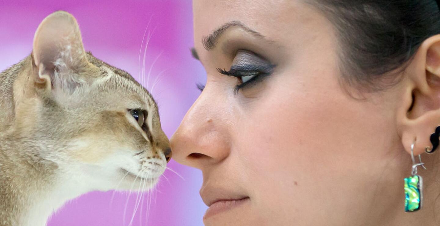 gato5_0.jpg