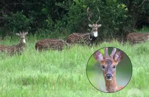 Venados de Pablo Escobar